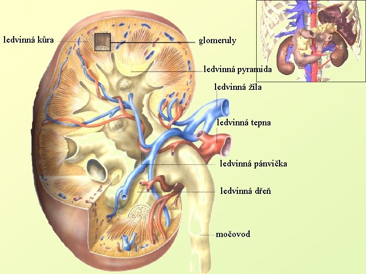 ledvinná kůra glomeruly ledvinná pyramida ledvinná žíla ledvinná tepna ledvinná pánvička ledvinná dřeň močovod