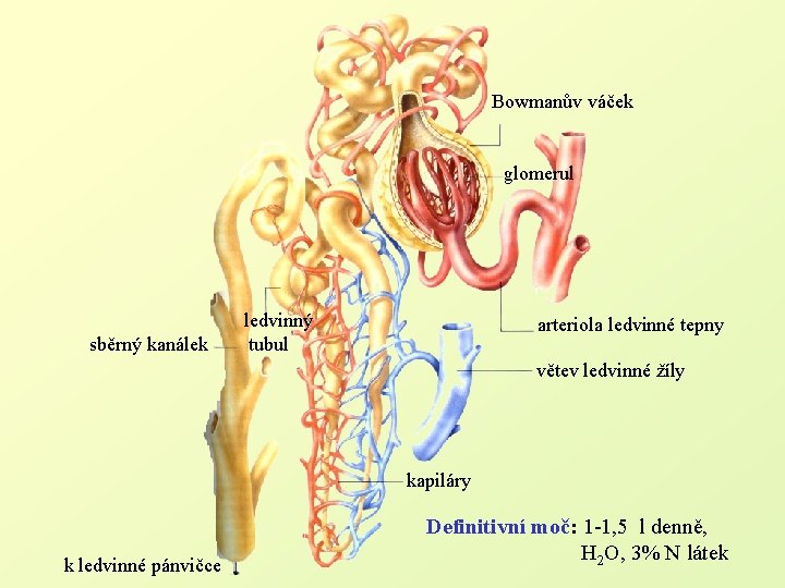 Bowmanův váček glomerul sběrný kanálek ledvinný tubul arteriola ledvinné tepny větev ledvinné žíly kapiláry