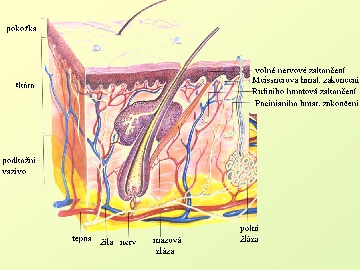 pokožka volné nervové zakončení Meissnerova hmat. zakončení Rufiniho hmatová zakončení Pacinianiho hmat. zakončení škára