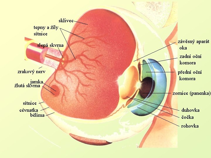 sklivec tepny a žíly sítnice slepá skvrna závěsný aparát oka zadní oční komora zrakový