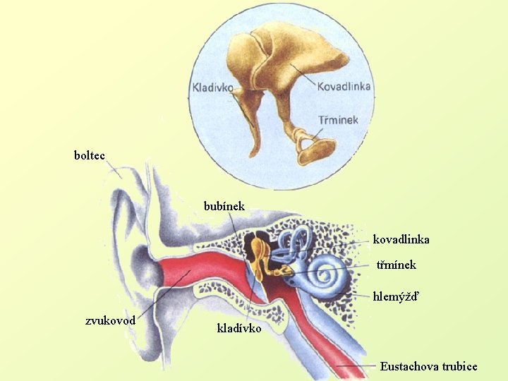 boltec bubínek kovadlinka třmínek hlemýžď zvukovod kladívko Eustachova trubice 