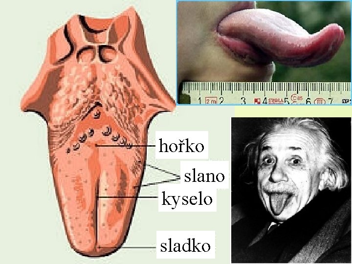 hořko slano kyselo sladko 