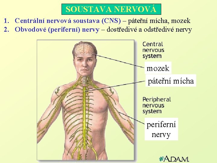 SOUSTAVA NERVOVÁ 1. Centrální nervová soustava (CNS) – páteřní mícha, mozek 2. Obvodové (periferní)