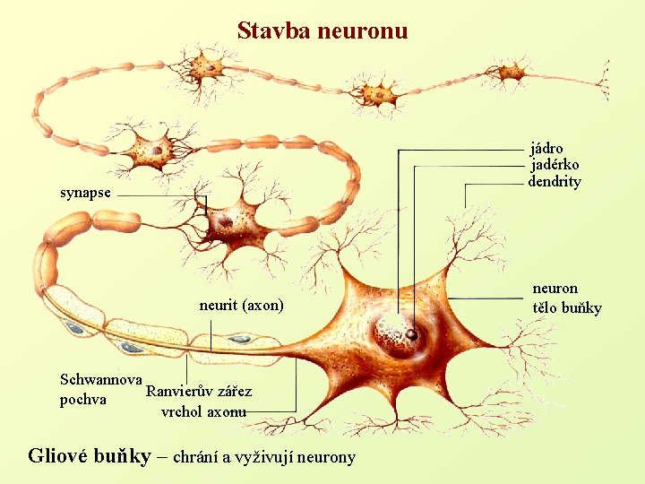 Stavba neuronu jádro jadérko dendrity synapse neurit (axon) Schwannova Ranvierův zářez pochva vrchol axonu