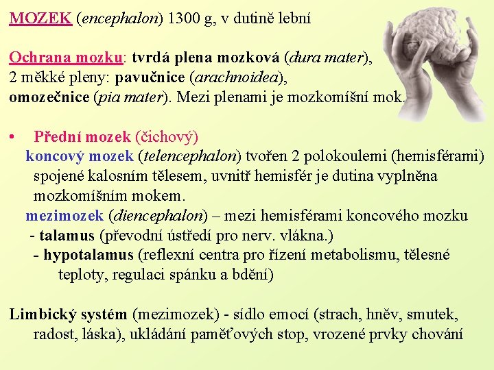 MOZEK (encephalon) 1300 g, v dutině lební Ochrana mozku: tvrdá plena mozková (dura mater),