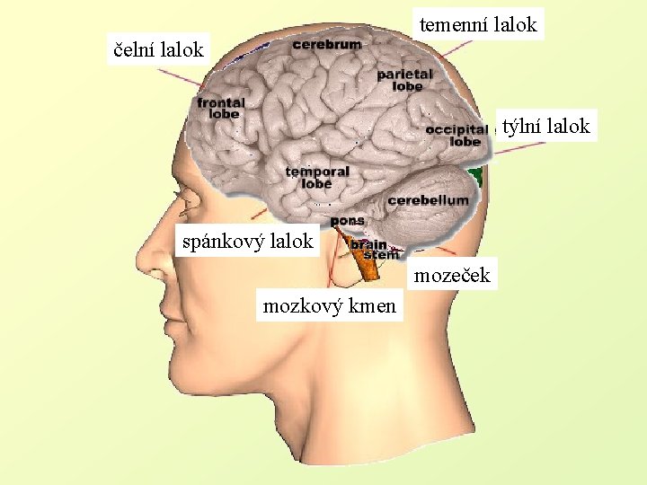 temenní lalok čelní lalok týlní lalok spánkový lalok mozeček mozkový kmen 