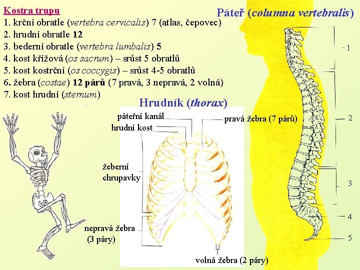 Kostra trupu Páteř (columna 1. krční obratle (vertebra cervicalis) 7 (atlas, čepovec) 2. hrudní