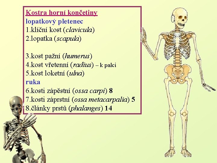 Kostra horní končetiny lopatkový pletenec 1. klíční kost (clavicula) 2. lopatka (scapula) 3. kost