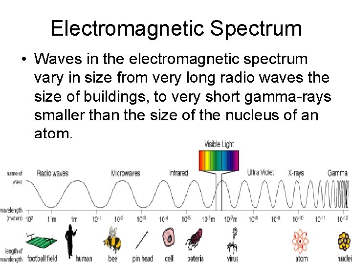 Electromagnetic Spectrum • Waves in the electromagnetic spectrum vary in size from very long