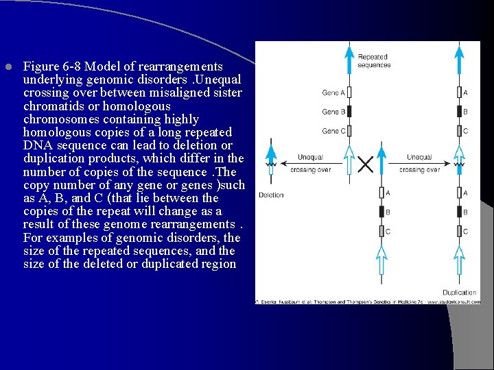 l Figure 6 -8 Model of rearrangements underlying genomic disorders. Unequal crossing over between