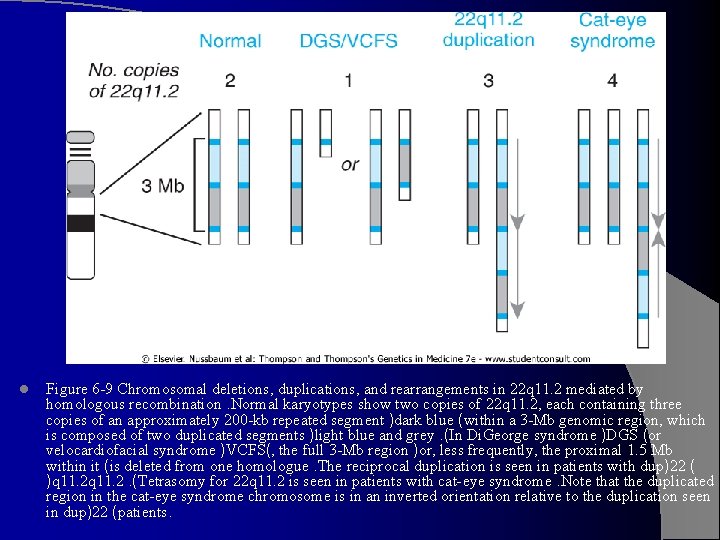 l Figure 6 -9 Chromosomal deletions, duplications, and rearrangements in 22 q 11. 2