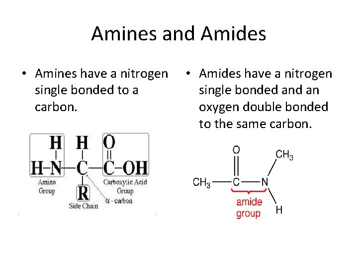 Amines and Amides • Amines have a nitrogen single bonded to a carbon. •