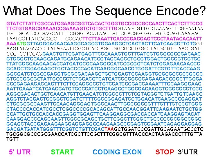 What Does The Sequence Encode? G GTATCTTATTCGCCATCGAAGCGGTCACACTGGGTGCCGCCGCCAACTTCACTCTTTCCG TTCTGTGAGCGAAAACCGAAAAGTCTGTGCTTTGGTAAGTGTTGCTAAAAGTTCGGAATAA TGTTGCATCCCGAGCATTTTCGGGTACATAACTGTTCCACGGCGGTGGTCCAGCAAAGAC TAATCGTTATCACGCCTTTCGCAGTTCTTAAATTCACCCGACGAGTCCCTAATACACAATT AAAATGGTTAGGGAGAACAAGGCAGCGTGGAAGGCTCAGTACTTCATCAAGGTTGTGGT AAGTATAGAACCTTATAGAATTCGCTCACTAGCTGGCGCCTGGCTTATGCTGTTAACTGAT CCCTCCTCCAGGAACTGTTCGATGAGTTCCCAAAGTGCTTCATCGTGGGCGCCGACAAC GTGGGCTCCAAGCAGATGCAGAACATCCGTACCAGCCTGCGTGGACTGGCCGTCGTGC