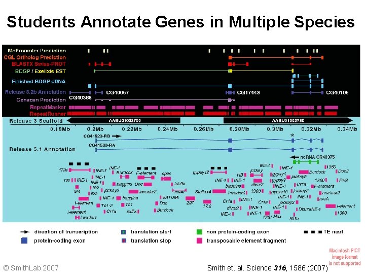 Students Annotate Genes in Multiple Species Release 5. 1 Annotation © Smith. Lab 2007