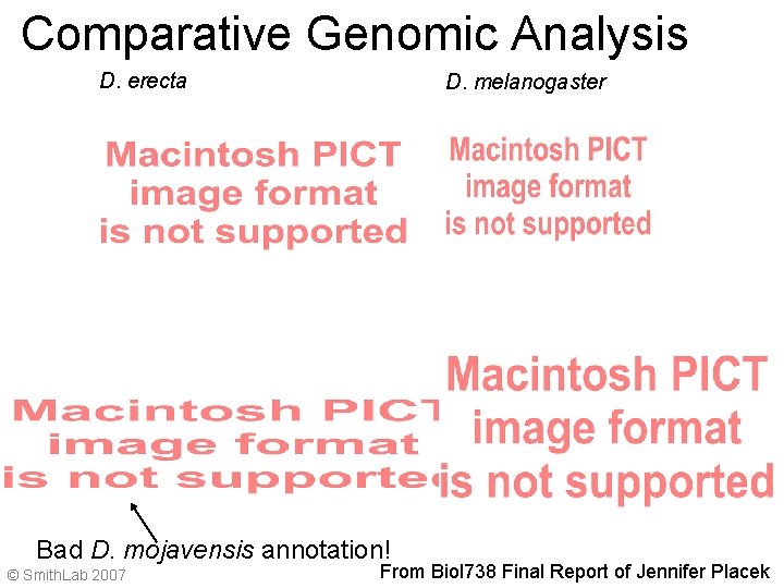 Comparative Genomic Analysis D. erecta D. melanogaster Bad D. mojavensis annotation! © Smith. Lab