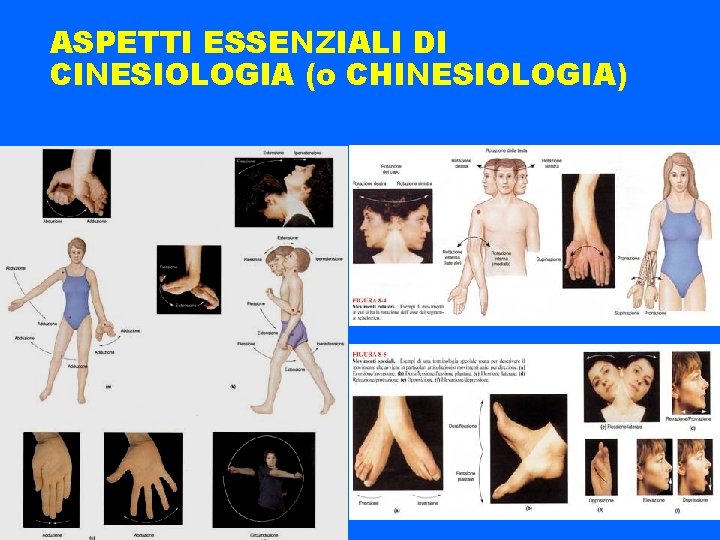 ASPETTI ESSENZIALI DI CINESIOLOGIA (o CHINESIOLOGIA) 