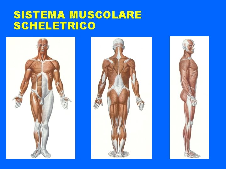SISTEMA MUSCOLARE SCHELETRICO 