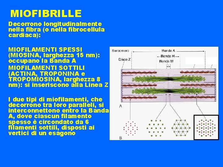 MIOFIBRILLE Decorrono longitudinalmente nella fibra (o nella fibrocellula cardiaca): MIOFILAMENTI SPESSI (MIOSINA, larghezza 15