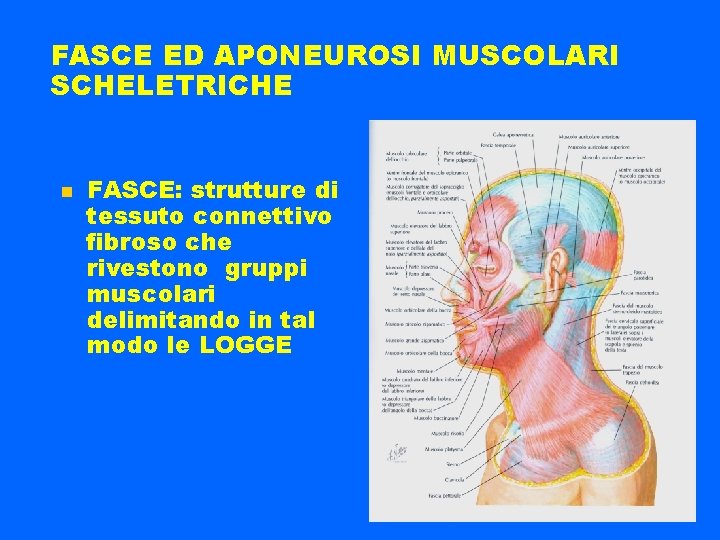 FASCE ED APONEUROSI MUSCOLARI SCHELETRICHE FASCE: strutture di tessuto connettivo fibroso che rivestono gruppi