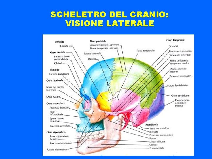 SCHELETRO DEL CRANIO: VISIONE LATERALE 