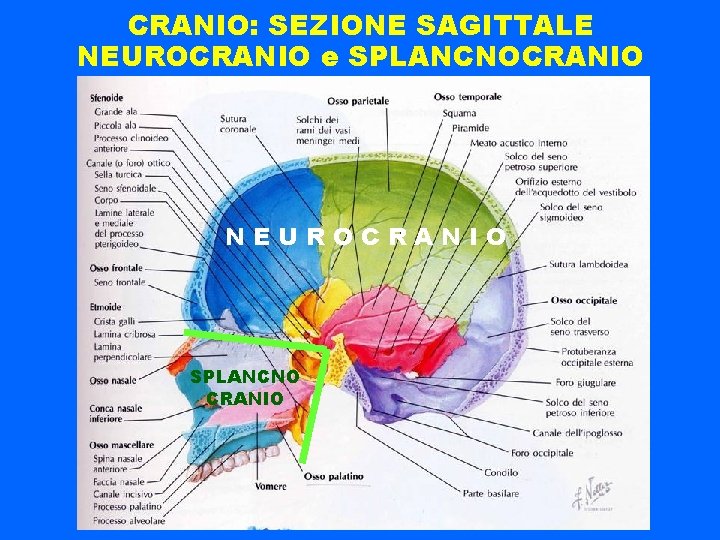 CRANIO: SEZIONE SAGITTALE NEUROCRANIO e SPLANCNOCRANIO NEUROCRANIO SPLANCNO CRANIO 