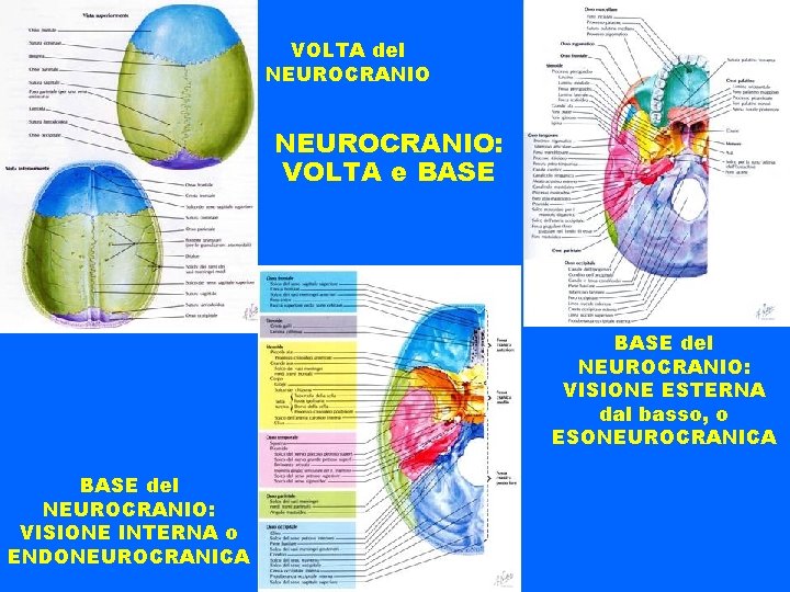 VOLTA del NEUROCRANIO: VOLTA e BASE del NEUROCRANIO: VISIONE ESTERNA dal basso, o ESONEUROCRANICA