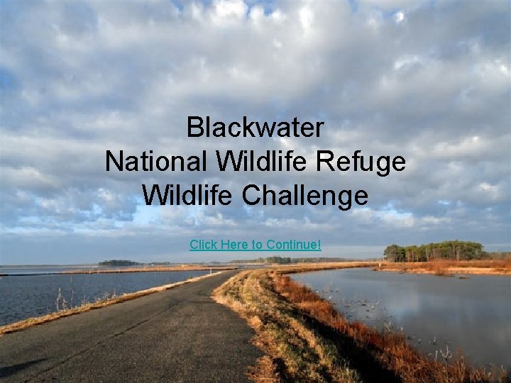 Blackwater National Wildlife Refuge Wildlife Challenge Click Here to Continue! 