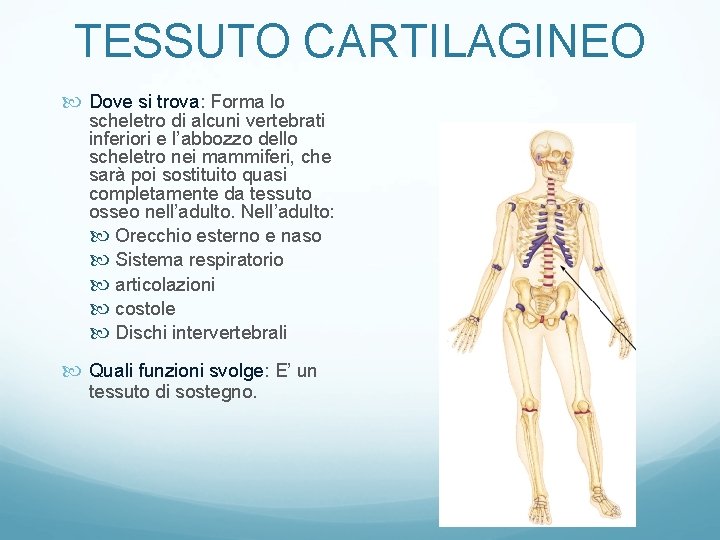 TESSUTO CARTILAGINEO Dove si trova: Forma lo scheletro di alcuni vertebrati inferiori e l’abbozzo TESSUTO CARTILAGINEO Dove si trova: Forma lo scheletro di alcuni vertebrati inferiori e l’abbozzo