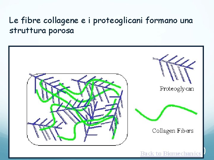 Le fibre collagene e i proteoglicani formano una struttura porosa 10 Le fibre collagene e i proteoglicani formano una struttura porosa 10