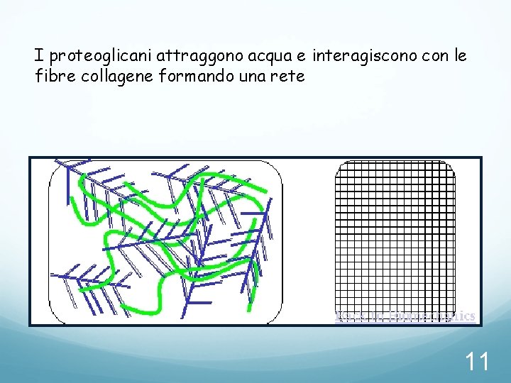I proteoglicani attraggono acqua e interagiscono con le fibre collagene formando una rete 11 I proteoglicani attraggono acqua e interagiscono con le fibre collagene formando una rete 11