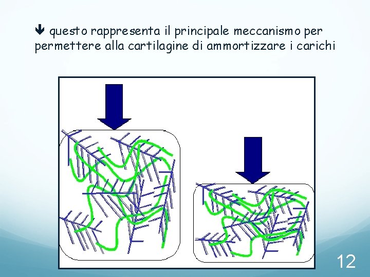 questo rappresenta il principale meccanismo permettere alla cartilagine di ammortizzare i carichi 12 questo rappresenta il principale meccanismo permettere alla cartilagine di ammortizzare i carichi 12