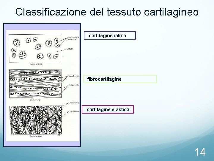 Classificazione del tessuto cartilagine ialina fibrocartilagine elastica 14 Classificazione del tessuto cartilagine ialina fibrocartilagine elastica 14