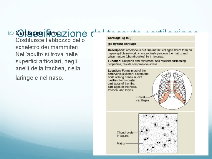Classificazione del tessuto cartilagineo Costituisce l’abbozzo dello Cartilagine ialina: scheletro dei mammiferi. Nell’adulto si Classificazione del tessuto cartilagineo Costituisce l’abbozzo dello Cartilagine ialina: scheletro dei mammiferi. Nell’adulto si