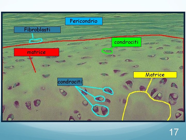 Pericondrio Fibroblasti condrociti matrice condrociti Matrice 17 Pericondrio Fibroblasti condrociti matrice condrociti Matrice 17