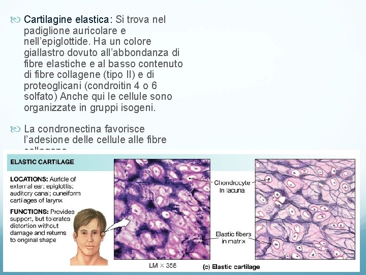 Cartilagine elastica: Si trova nel padiglione auricolare e nell’epiglottide. Ha un colore giallastro Cartilagine elastica: Si trova nel padiglione auricolare e nell’epiglottide. Ha un colore giallastro