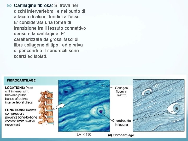 Cartilagine fibrosa: Si trova nei dischi intervertebrali e nel punto di attacco di Cartilagine fibrosa: Si trova nei dischi intervertebrali e nel punto di attacco di