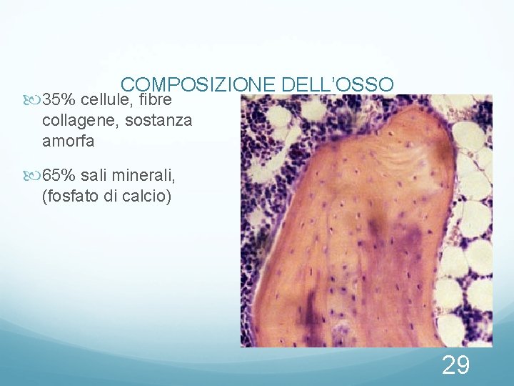 COMPOSIZIONE DELL’OSSO 35% cellule, fibre collagene, sostanza amorfa 65% sali minerali, (fosfato di calcio) COMPOSIZIONE DELL’OSSO 35% cellule, fibre collagene, sostanza amorfa 65% sali minerali, (fosfato di calcio)