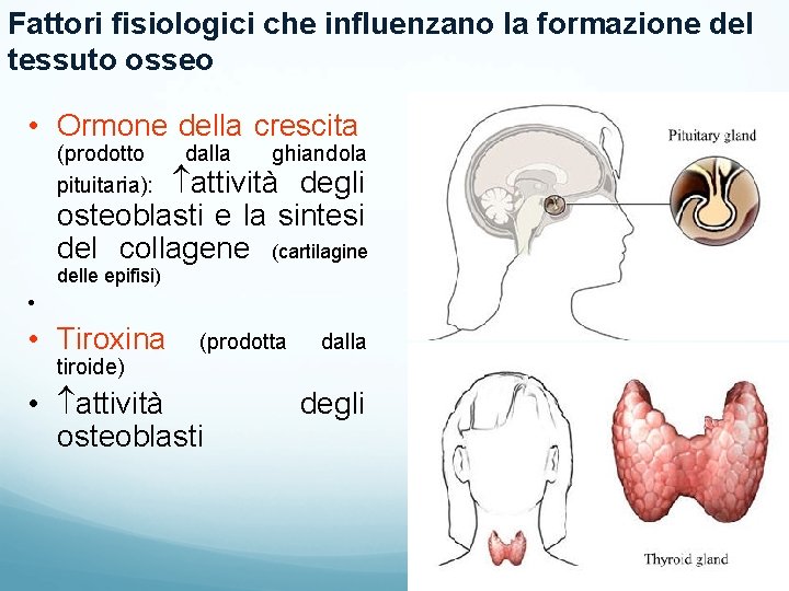Fattori fisiologici che influenzano la formazione del tessuto osseo • Ormone della crescita (prodotto Fattori fisiologici che influenzano la formazione del tessuto osseo • Ormone della crescita (prodotto