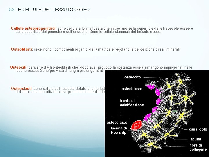 LE CELLULE DEL TESSUTO OSSEO: Cellule osteoprogenitrici: sono cellule a forma fusata che LE CELLULE DEL TESSUTO OSSEO: Cellule osteoprogenitrici: sono cellule a forma fusata che