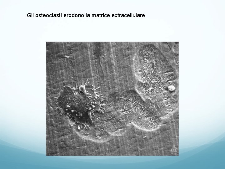 Gli osteoclasti erodono la matrice extracellulare Gli osteoclasti erodono la matrice extracellulare
