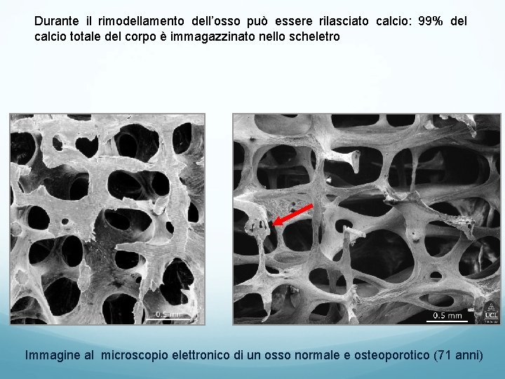 Durante il rimodellamento dell’osso può essere rilasciato calcio: 99% del calcio totale del corpo Durante il rimodellamento dell’osso può essere rilasciato calcio: 99% del calcio totale del corpo