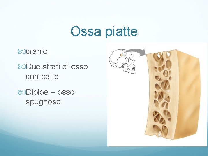 Ossa piatte cranio Due strati di osso compatto Diploe – osso spugnoso Ossa piatte cranio Due strati di osso compatto Diploe – osso spugnoso