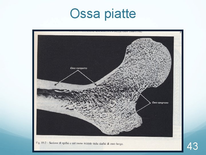 Ossa piatte 43 Ossa piatte 43