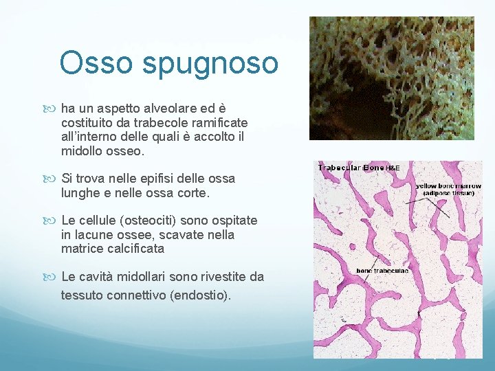Osso spugnoso ha un aspetto alveolare ed è costituito da trabecole ramificate all’interno delle Osso spugnoso ha un aspetto alveolare ed è costituito da trabecole ramificate all’interno delle