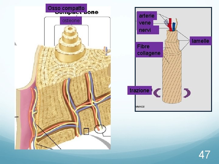 Osso compatto osteone arterie vene nervi Fibre collagene lamelle trazione 47 Osso compatto osteone arterie vene nervi Fibre collagene lamelle trazione 47
