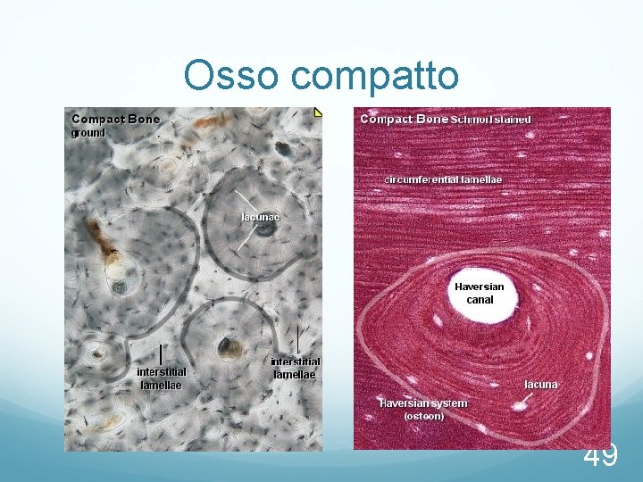 Osso compatto 49 Osso compatto 49