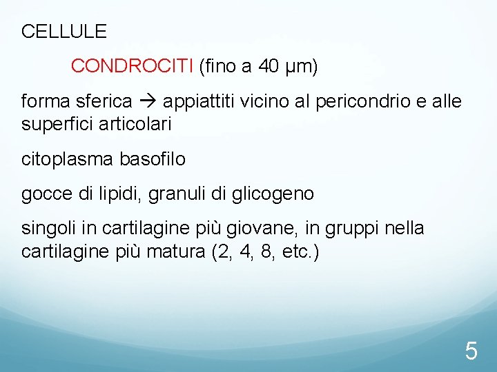 CELLULE CONDROCITI (fino a 40 μm) forma sferica appiattiti vicino al pericondrio e alle CELLULE CONDROCITI (fino a 40 μm) forma sferica appiattiti vicino al pericondrio e alle