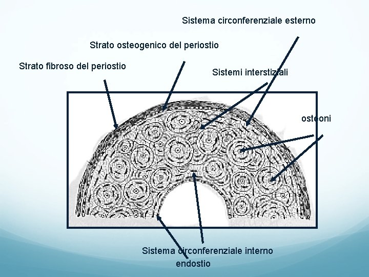 Sistema circonferenziale esterno Strato osteogenico del periostio Strato fibroso del periostio Sistemi interstiziali osteoni Sistema circonferenziale esterno Strato osteogenico del periostio Strato fibroso del periostio Sistemi interstiziali osteoni