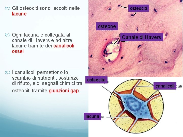 Gli osteociti sono accolti nelle osteociti lacune osteone Ogni lacuna è collegata al Gli osteociti sono accolti nelle osteociti lacune osteone Ogni lacuna è collegata al