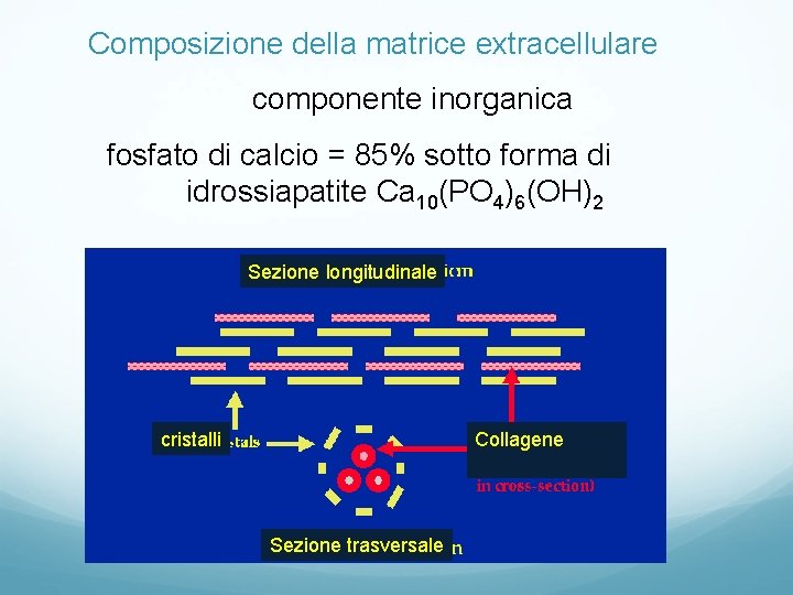 Composizione della matrice extracellulare componente inorganica fosfato di calcio = 85% sotto forma di Composizione della matrice extracellulare componente inorganica fosfato di calcio = 85% sotto forma di